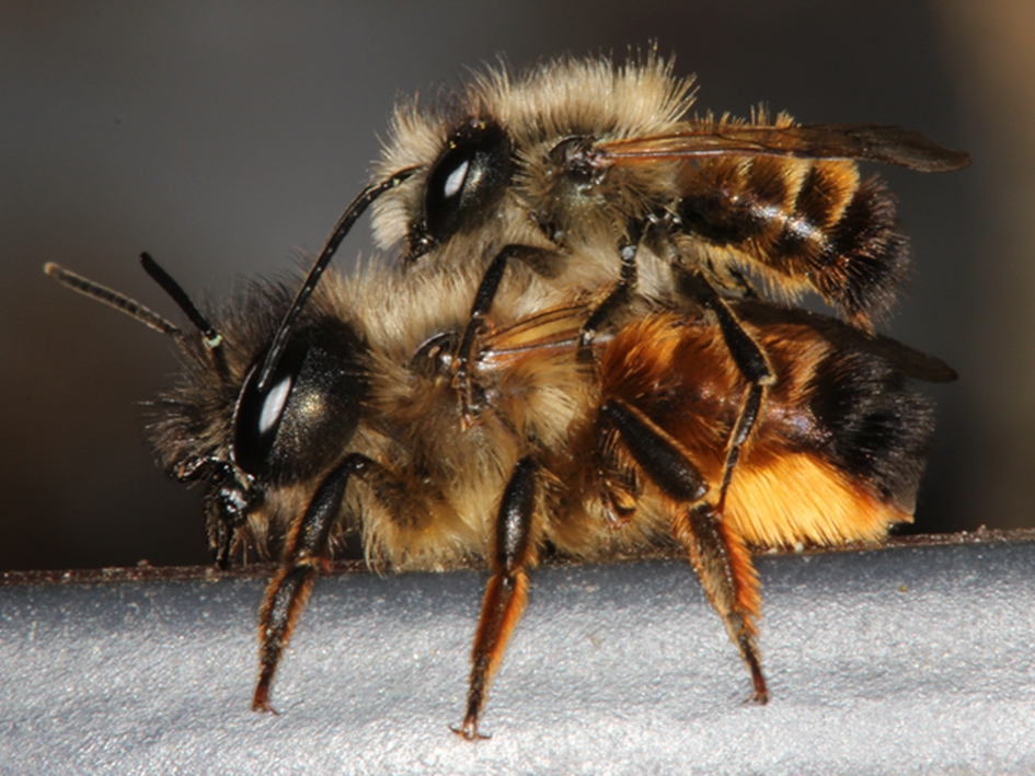 Osmia bicornis