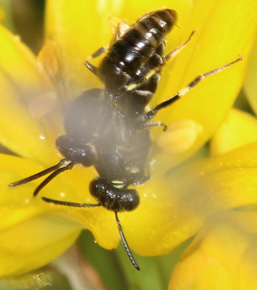 Kopulationsversuch bei Hylaeus hyalinatus