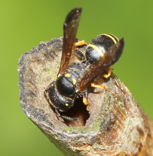 Gymnomerus laevipes