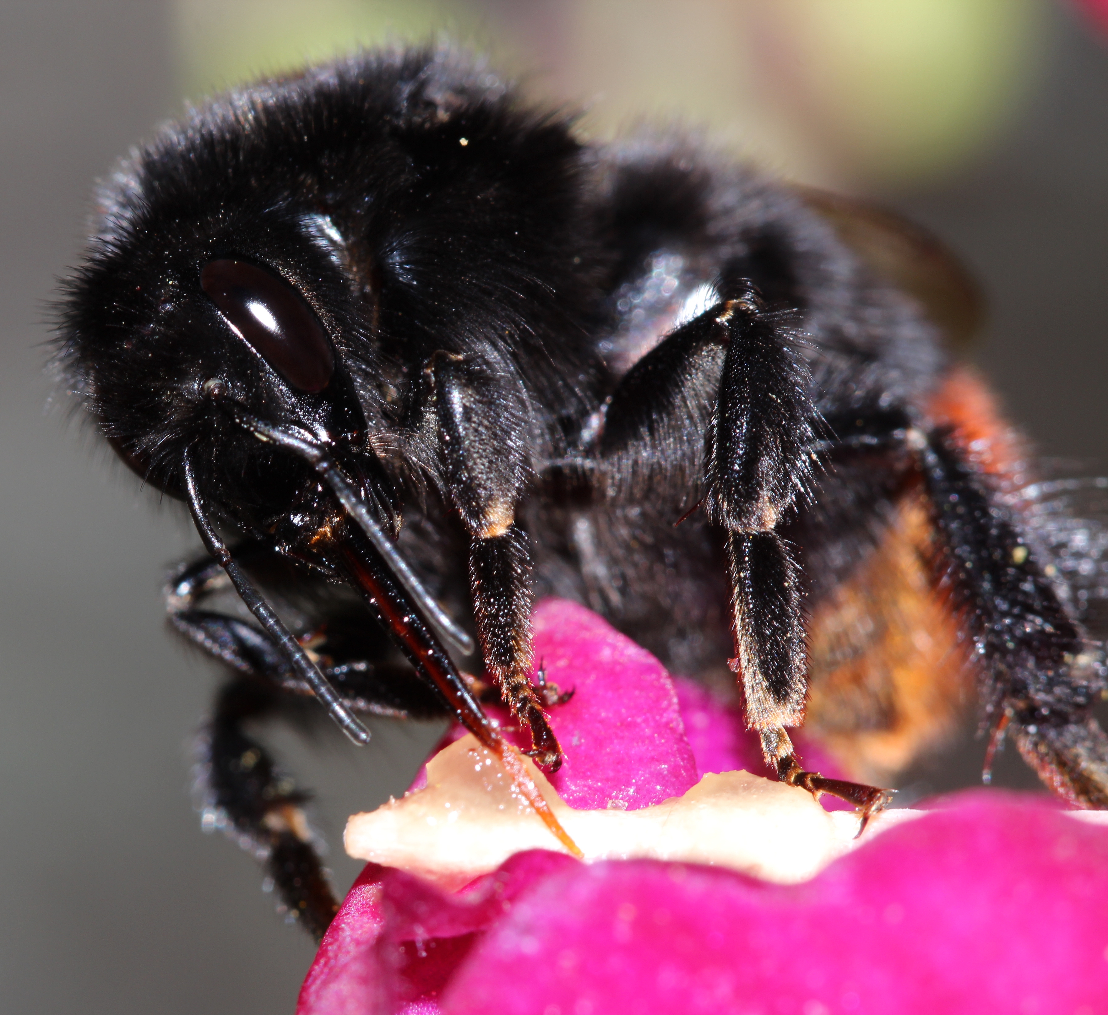 Bombus lapidarius