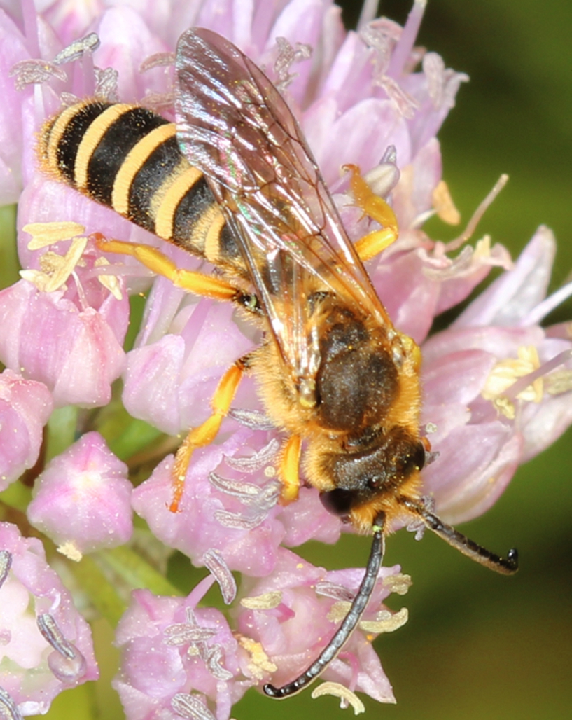 Halictus scabiosae