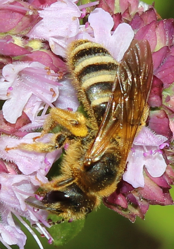 scabiosae female